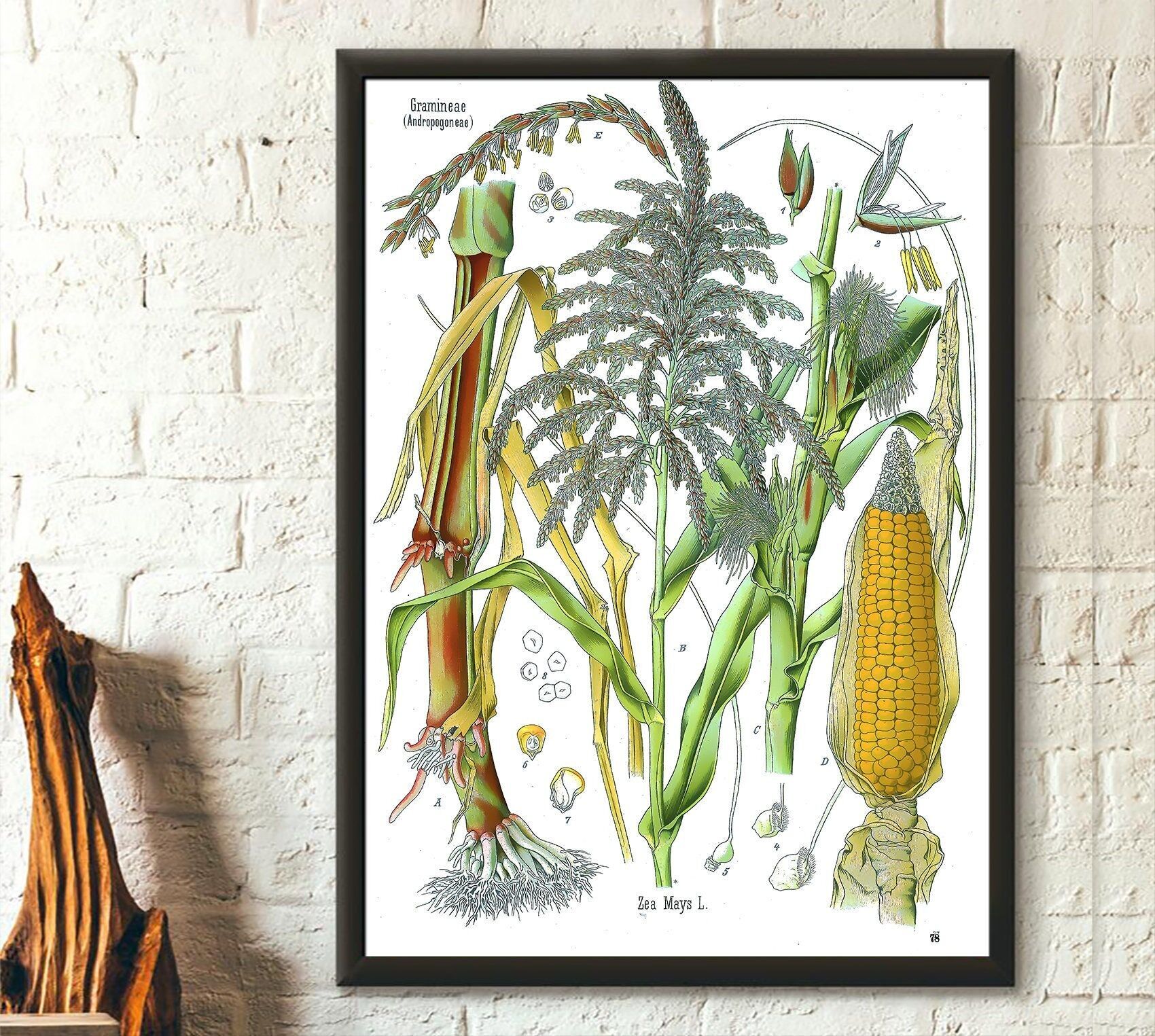 Stampa botanica vintage – Poster Poaceae – Decorazione da giardino – Poster del mais – Poster della cucina Kohler – Idea regalo per la casa