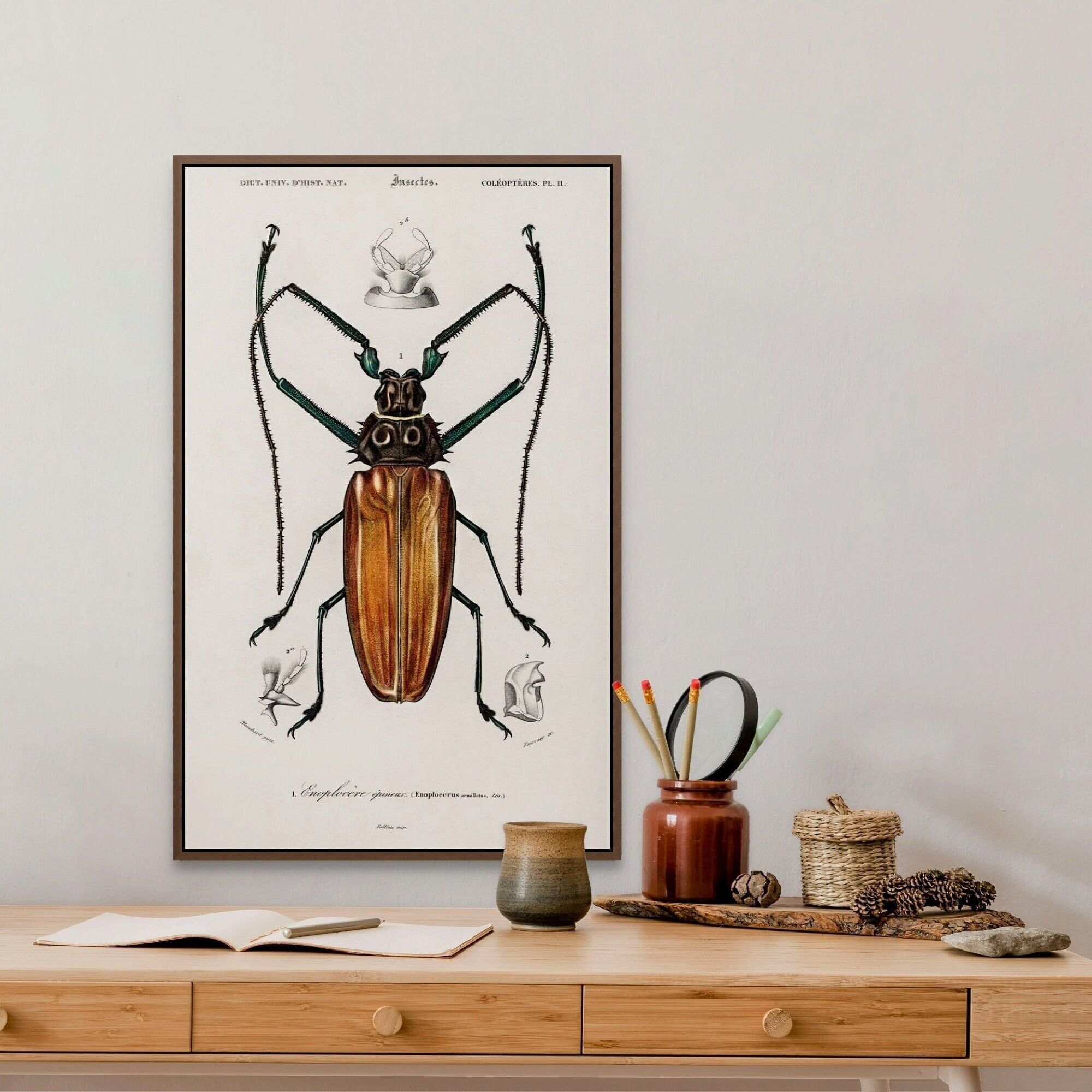 Poster Premium: Poster da parete vintage con insetti del 1892 – Poster da parete botanico