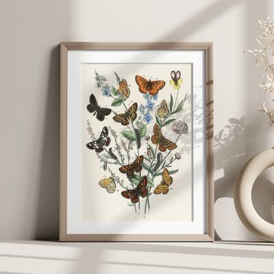 Art mural papillon vintage – Illustration botanique – Poster papillon – Idée cadeau