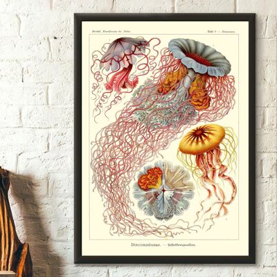 Antique Jellyfish Wall Art 1904 – Haeckel – Vintage Ocean Art – Marine Poster – Jellyfish Wall Art