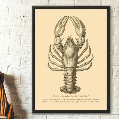 Poster Premium: Poster scientifico d'epoca sui molluschi – Gambero australiano 1895 – Poster sui molluschi Larousse – Stampe d'epoca