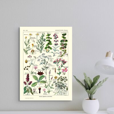 Póster Premium: Impresión botánica: Ciencia de las plantas digestivas, 1912