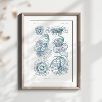 Impression méduse antique 1904 – Haeckel – Art océanique vintage – Poster marin