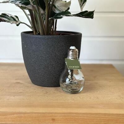 Plante aérienne en ampoule en verre