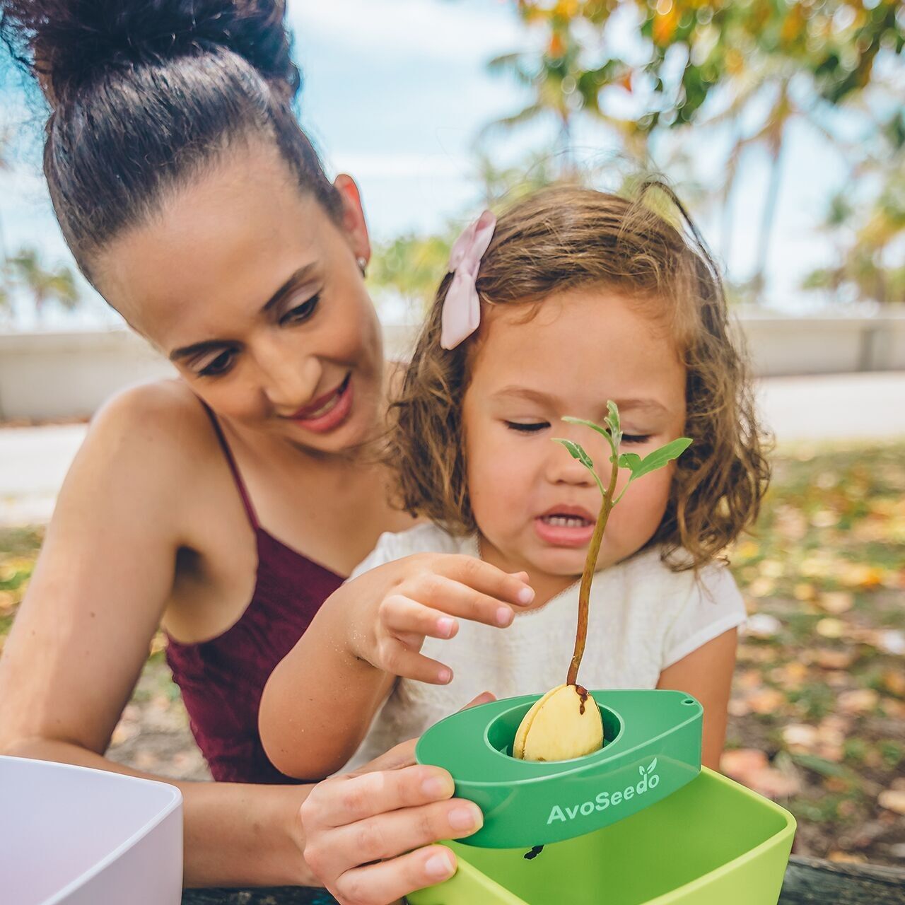 Avocado kit – Grow your own avocado!