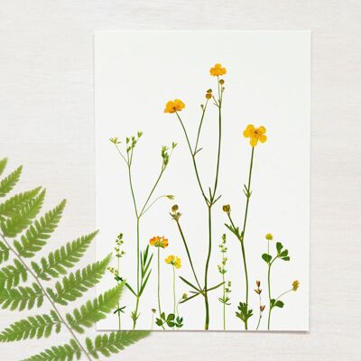 Carte fleurs sauvages "Eté" • collection Botanica • A6 (enveloppe incluse)