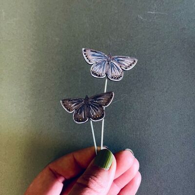Compagnons de pot de plantes à papillons bleus communs