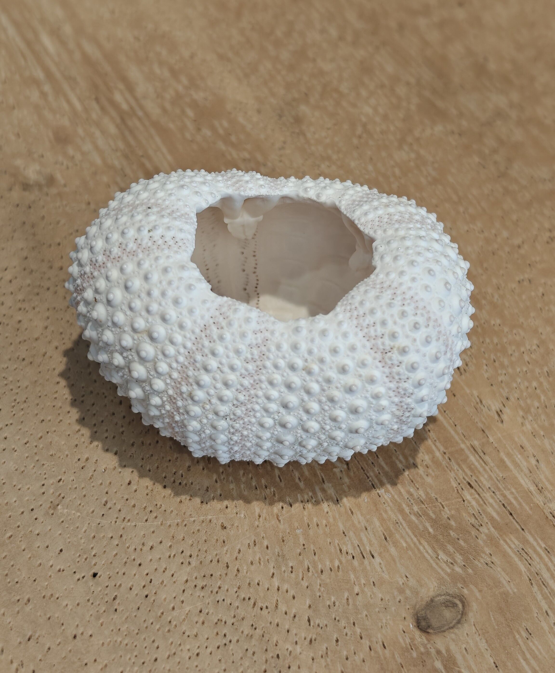 Bulu Babi – natürliche Muschel – Muscheln – Dekoration – Muschel – Muscheln – Küstenmuscheln – Muschelornamente – natürliche Muscheln – Strand – Küste – exotisch – Seeigel