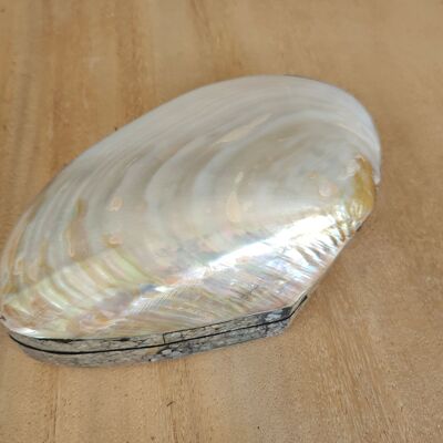 Jewelry box - shell box Kupang - shells - decoration - shell - shells - jewelry box