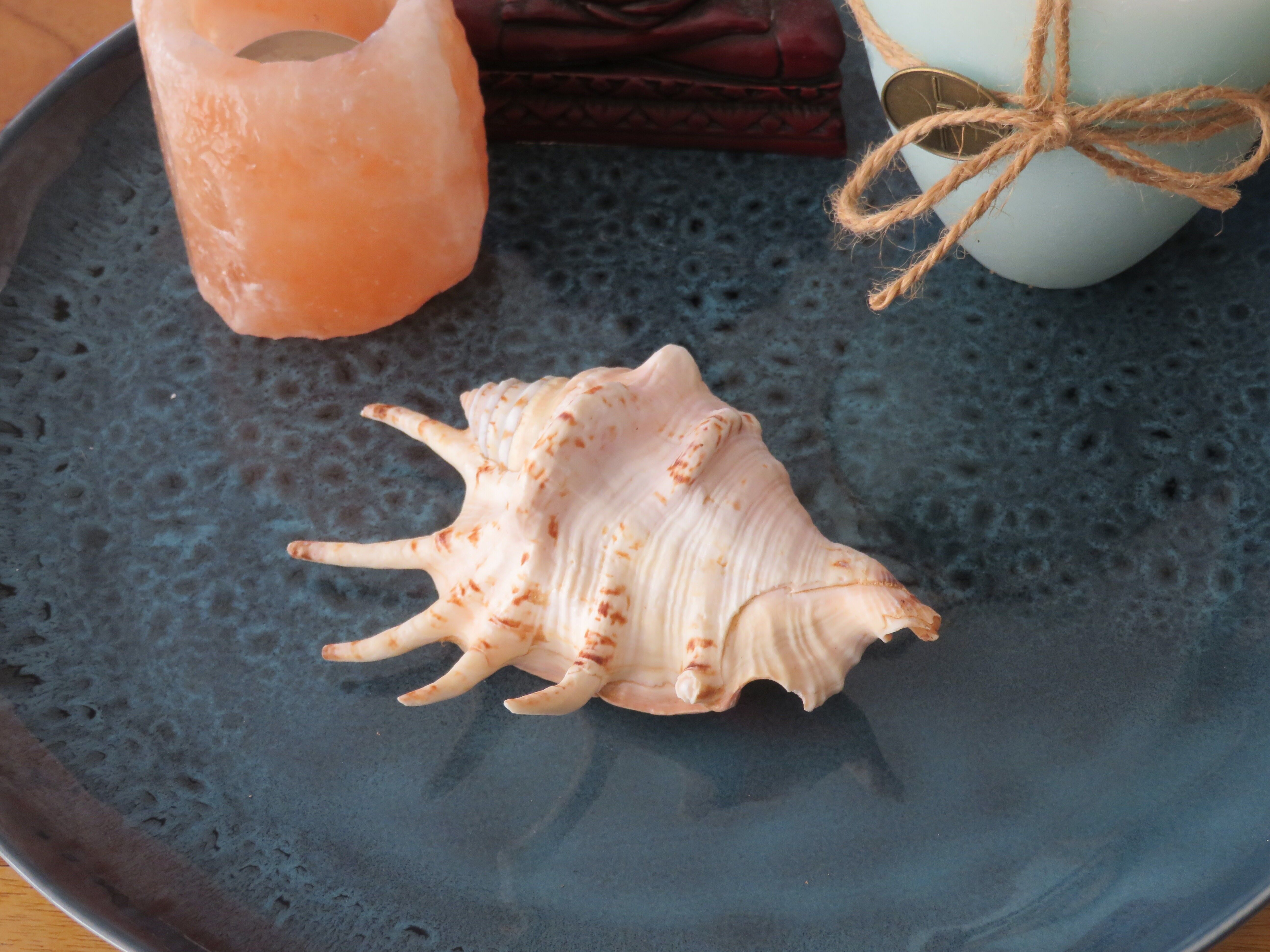 Bidung - nature shell - shells - decoration - shell - shells - coastal shells - shell ornaments - natural seashells - beach - coastal - exotic
