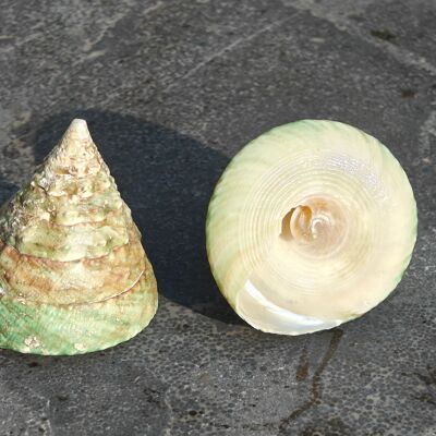 Concha marina natural decorativa Tompeng - conchas - decoración - concha - conchas - playa