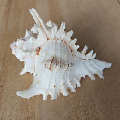 Décoration coquillage - Rogik Small - coquillage - accessoire de maison exotique - coquillage - coquillages