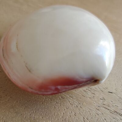 Kerang Rose petit - Décoration coquillage - coquillage - accessoire maison exotique - coquillage - coquillages