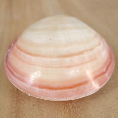 Kerang Pink Medium - Shell decoration - sea shell - exotic home accessory - shell - seashell - shells