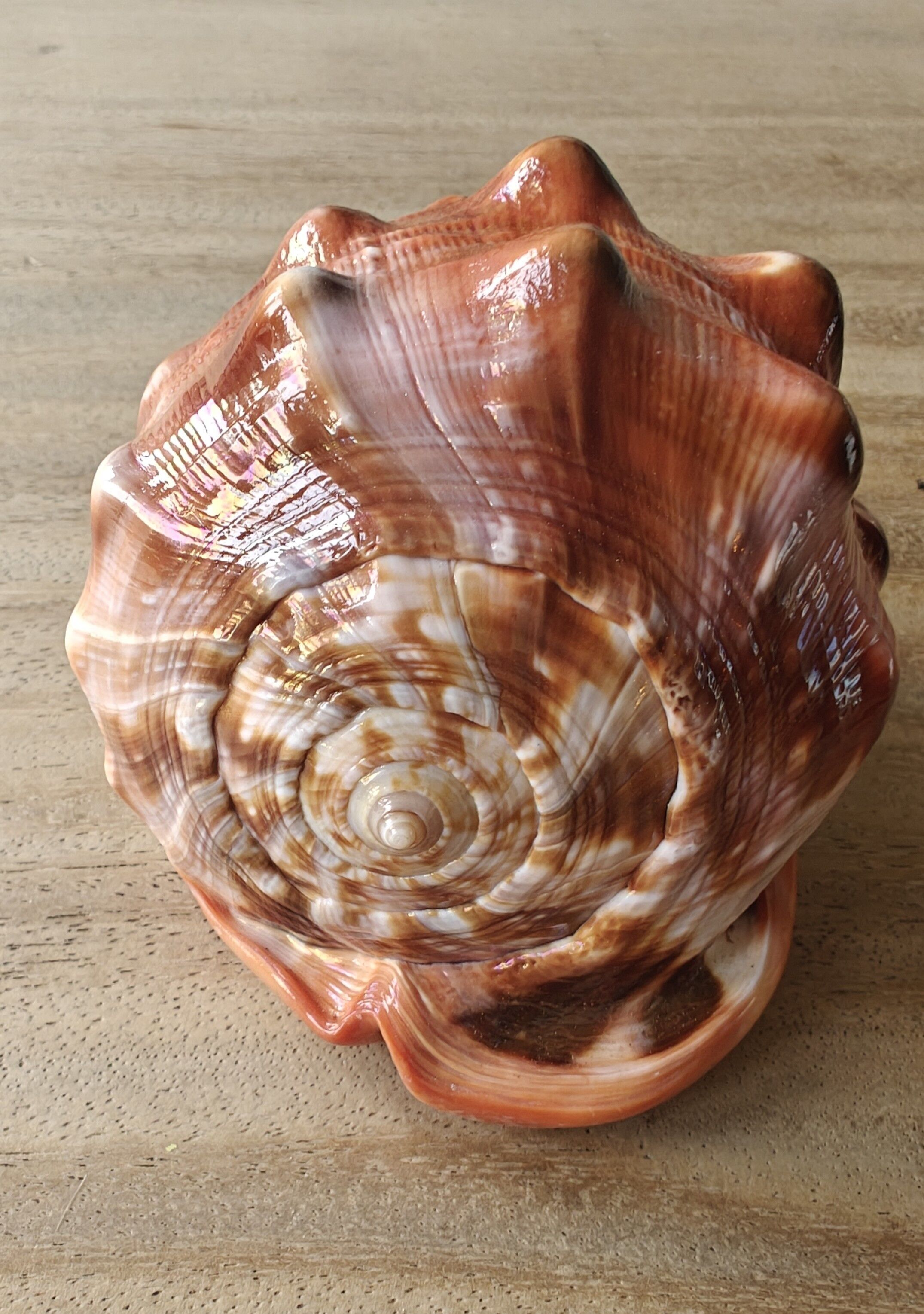 Einzigartige bunte Naturmuschel - Serbung Merah - Muscheln - Dekoration - Muschel - Muscheln