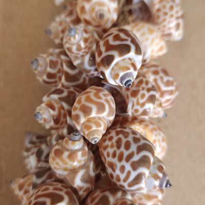 Pendentif coquillage naturel - tropical - décoration murale - Klonong Macan 40 cm - coquillage - fait main
