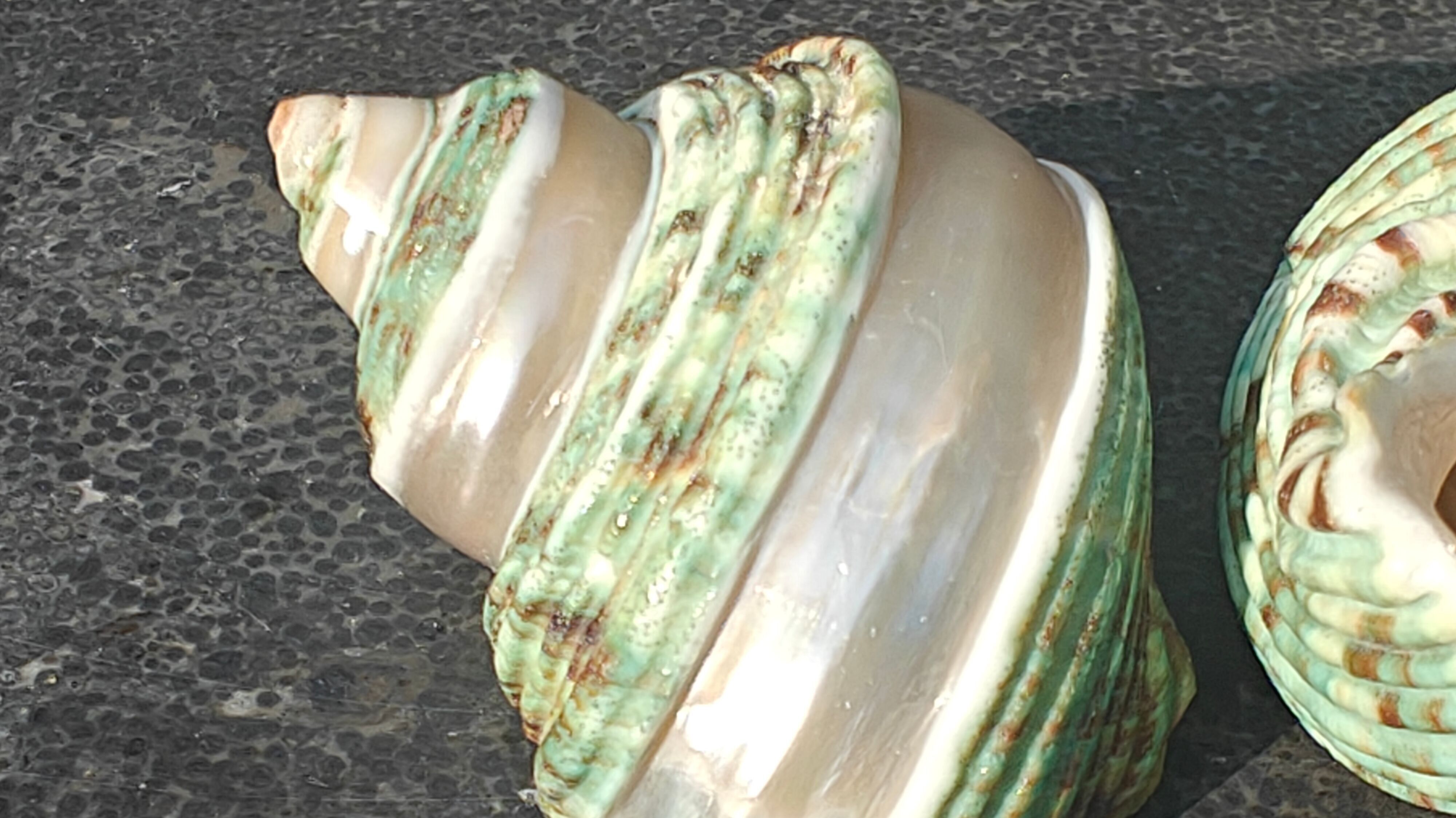 Coconut Star 3 Cm White 100 pcs