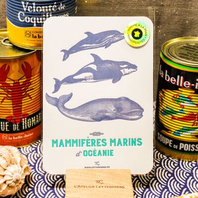 Letterpress Marine Mammals of Oceania card, mare, estate, vintage, carta molto spessa, rilievo, blu, turchese