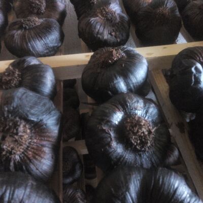 Ail Noir gros calibre (>70mm) issu d’ail violet de Cadours