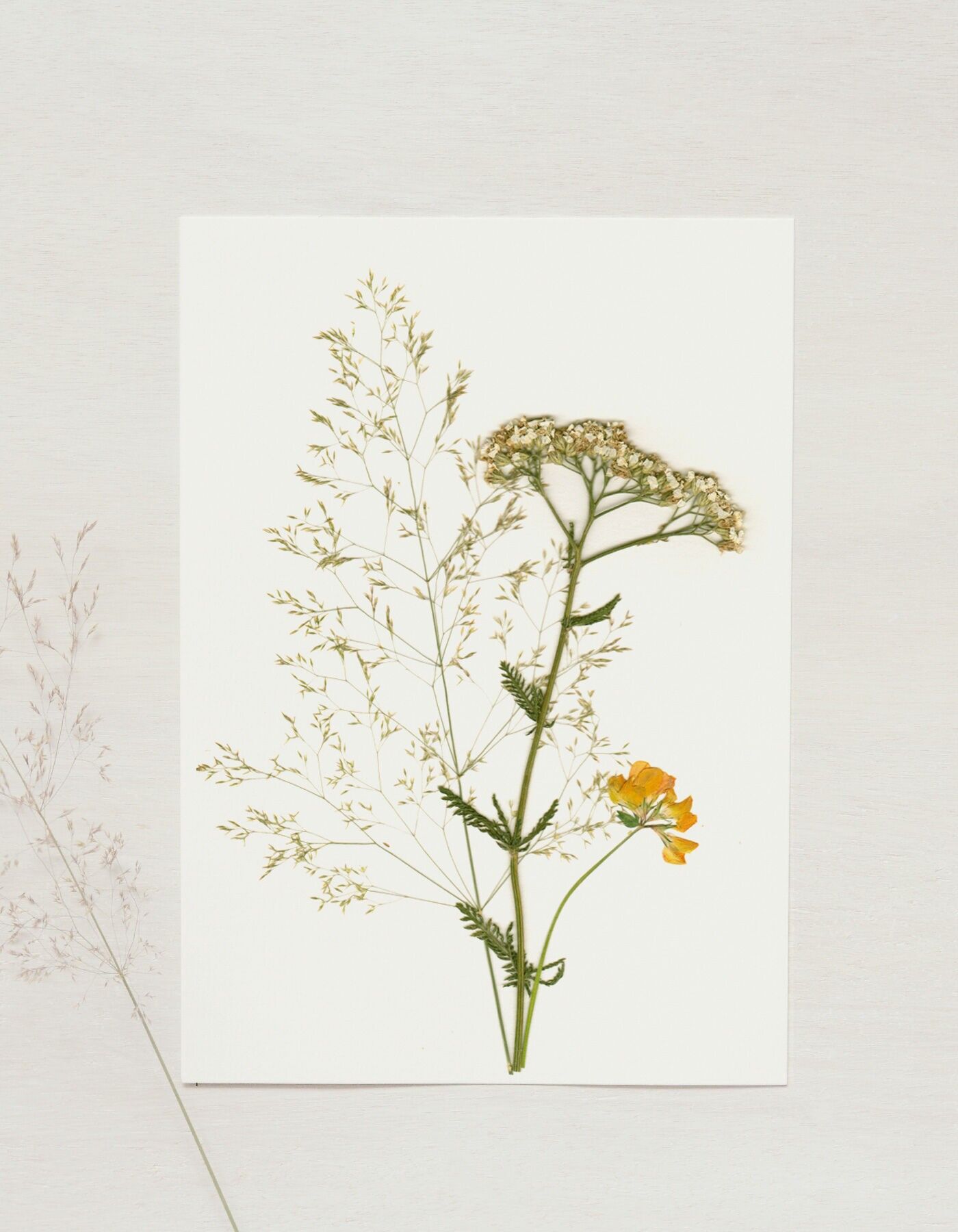 Wildflower herbarium "Yarrow bouquet" • A5 format • to frame
