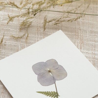 Herbario de flores "Ramo de hortensias" • 10x10 cm