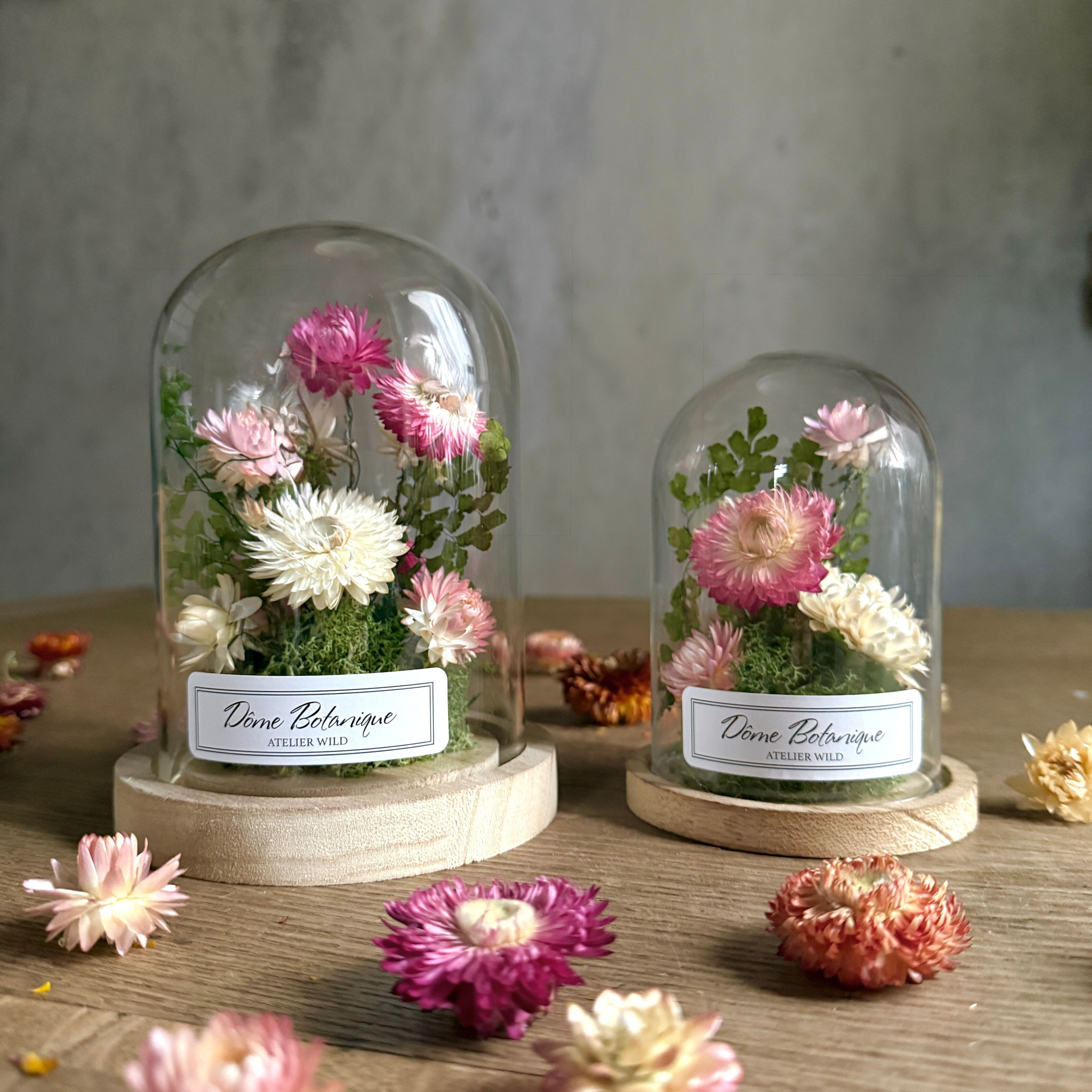 Cúpula botánica "Siemprevivas" - Campanilla de flores secas - Mediana