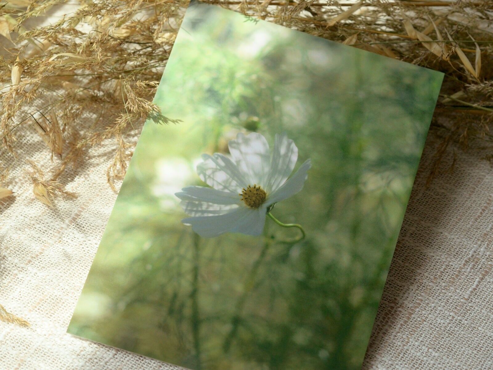 Nature Postcard: Cosmos Flower (envelope included)