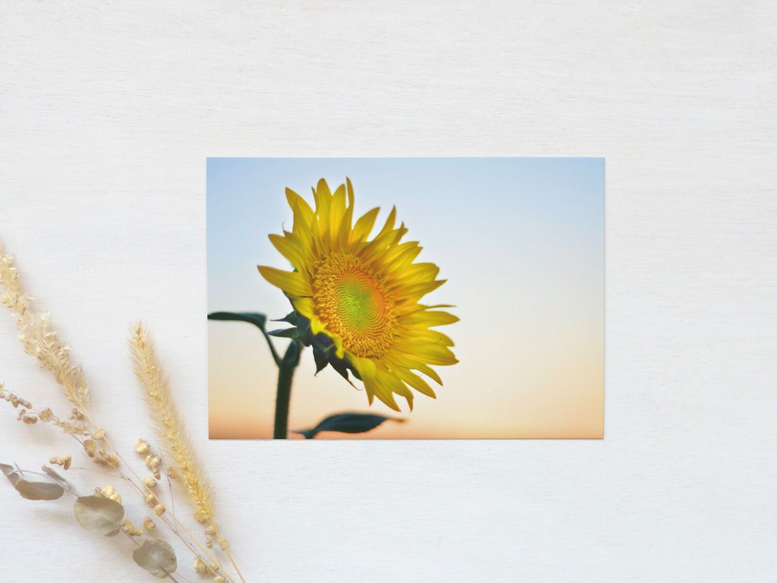 Photo Postcard: Sunflower Flower (envelope included)