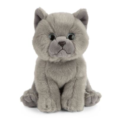 Peluche chat British Shorthair