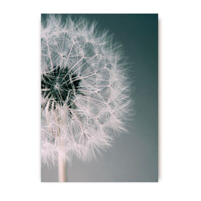 Dandelion Dream