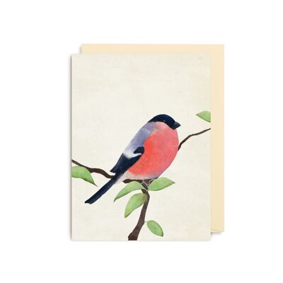 Bullfinch