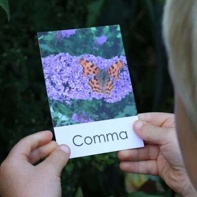 Butterfly Flashcards