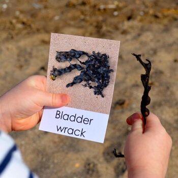 Cartes d'information sur la plage