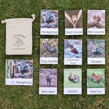 Flashcards sur la faune britannique
