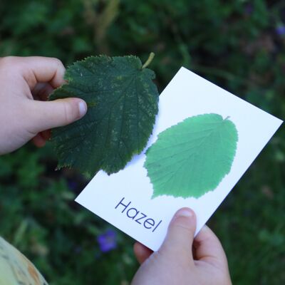 Leaf Flashcards