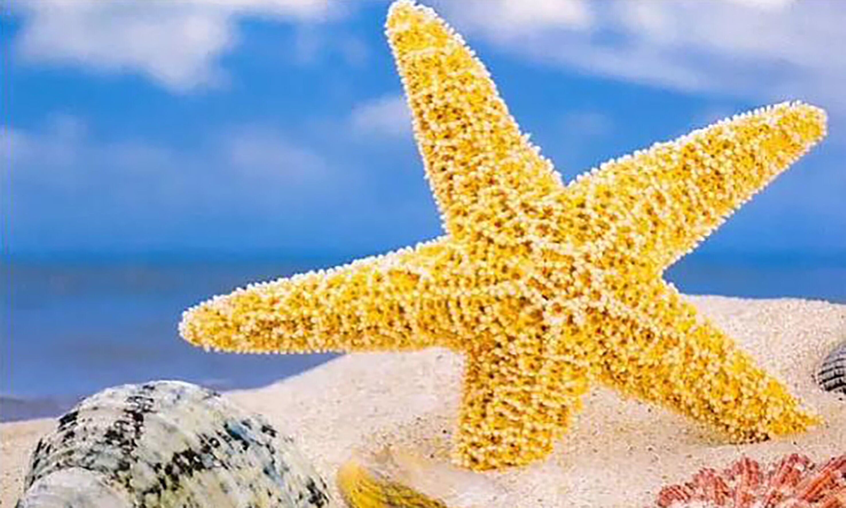 T-I2.2 MR27653 Diamond Painting - Tela 30x20cm - Dipinto 25x15cm Spiaggia