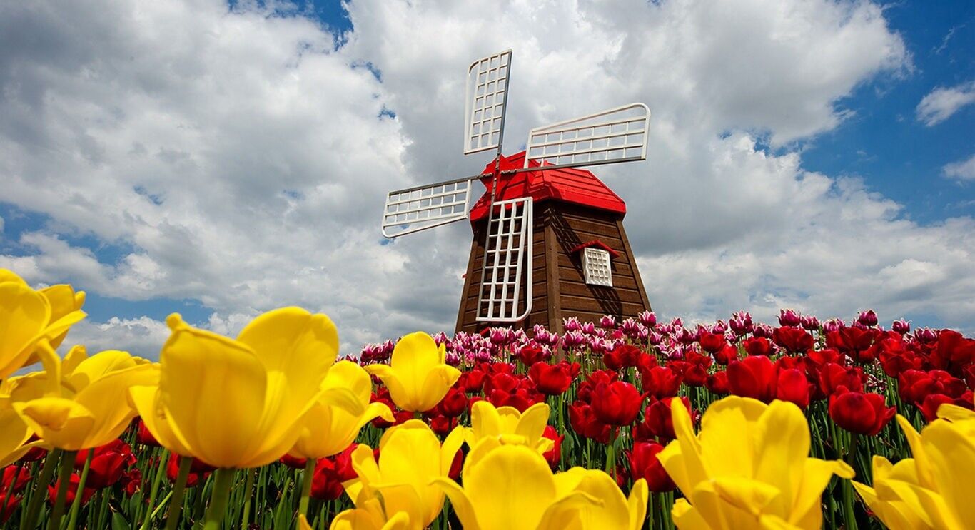 R-E5.2 MR12232 Diamond Painting - Tela 30x20cm - Pittura 25x15cm Mill