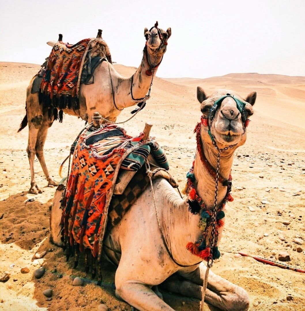 T-E6.1 GD81655 Diamantmalerei Leinwand 40x30cm - Malerei 35x25cm Kamele