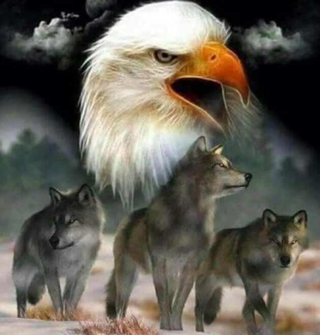 R-C7.1 DP2545030 Diamantmalerei Leinwand 40x30cm - Gemälde 35x25cm Adler