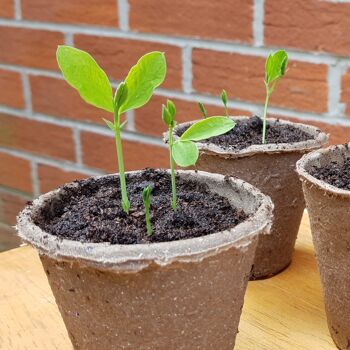 Pots de plantes biodégradables | 100x8cm | Pour les graines, les boutures et les bouchons 2