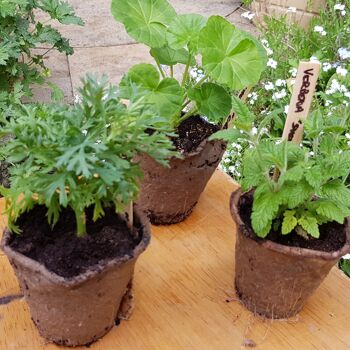 Pots de plantes biodégradables | 100x8cm | Pour les graines, les boutures et les bouchons 5