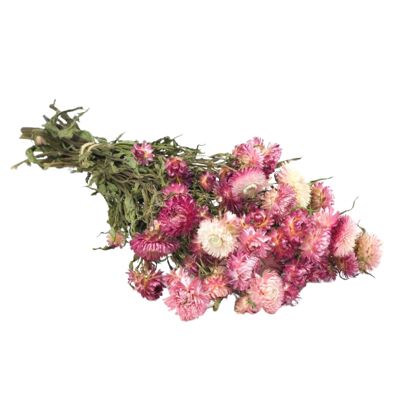 Dried Flowers - Helichrysum Natural Pink