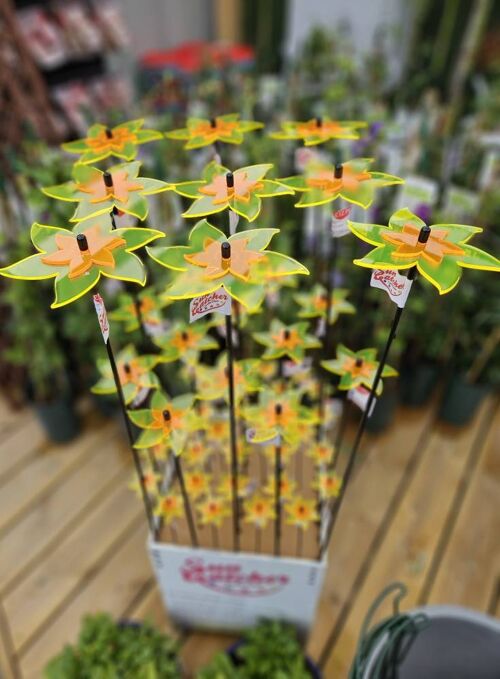 Tabitha Daffodils Sales Display