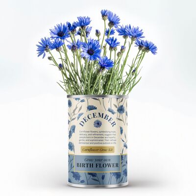 Fleur de naissance de décembre - Cadeau personnalisé à faire pousser soi-même