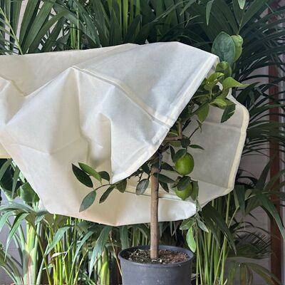 Couverture de protection contre le gel pour plantes - Voile d'hivernage