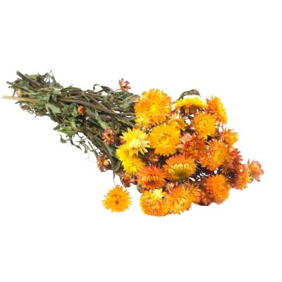 Fiori secchi - Elicriso arancione naturale