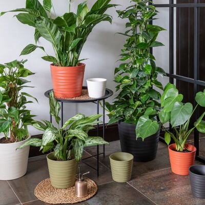 Oslo Taper Planter Molte dimensioni e colori disponibili