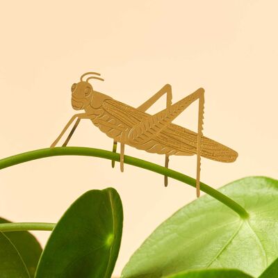 Plante Animal Sauterelle