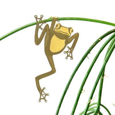 Grenouille arboricole