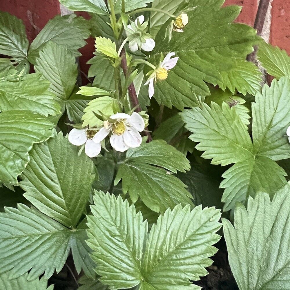  Wild Strawberry バスケット 鉢 Buy wholesale Wild strawberry pot as a planting set for the windowsill